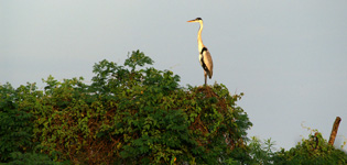 Cocoi heron in the sunset